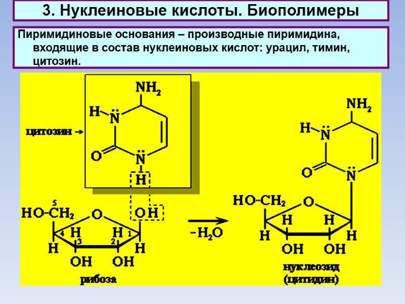 3. Нуклеиновые кислоты. Биополимеры Пиримидиновые основания – производные пиримидина, входящие в состав нуклеиновых кислот: